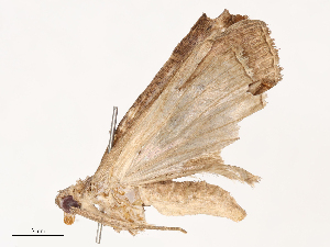  ( - CBG-B21970-F11)  @11 [ ] CreativeCommons - Attribution Share - Alike (2025) CBG Photography Group Centre for Biodiversity Genomics