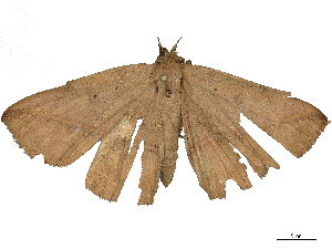  ( - CBG-B21971-F01)  @11 [ ] CreativeCommons - Attribution Share - Alike (2025) CBG Photography Group Centre for Biodiversity Genomics