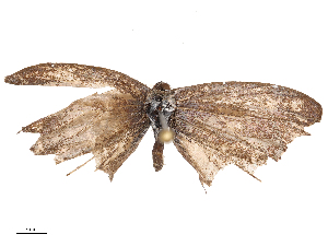  ( - CBG-B21972-D05)  @11 [ ] CreativeCommons - Attribution Share - Alike (2025) CBG Photography Group Centre for Biodiversity Genomics