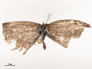  ( - CBG-B21972-G03)  @11 [ ] CreativeCommons - Attribution Share - Alike (2025) CBG Photography Group Centre for Biodiversity Genomics