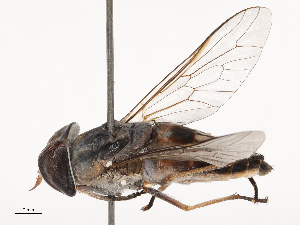  ( - CBG-B21974-B03)  @11 [ ] CreativeCommons - Attribution Share - Alike (2025) CBG Photography Group Centre for Biodiversity Genomics