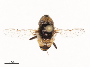  ( - CBG-B21974-B06)  @11 [ ] CreativeCommons - Attribution Share - Alike (2025) CBG Photography Group Centre for Biodiversity Genomics