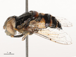  ( - CBG-B21974-B09)  @11 [ ] CreativeCommons - Attribution Share - Alike (2025) CBG Photography Group Centre for Biodiversity Genomics