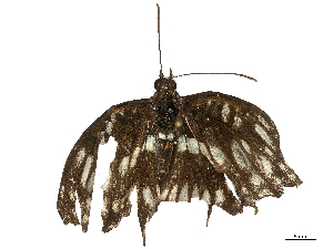  (Athyma ranga - CBG-B21980-A05)  @11 [ ] CreativeCommons - Attribution Share - Alike (2025) CBG Photography Group Centre for Biodiversity Genomics