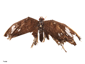  ( - CBG-B21980-A08)  @11 [ ] CreativeCommons - Attribution Share - Alike (2025) CBG Photography Group Centre for Biodiversity Genomics