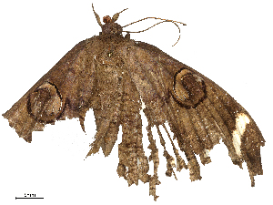  ( - CBG-B21980-A11)  @11 [ ] CreativeCommons - Attribution Share - Alike (2025) CBG Photography Group Centre for Biodiversity Genomics