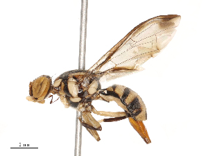  ( - CBG-B21983-D07)  @11 [ ] CreativeCommons - Attribution Share - Alike (2025) CBG Photography Group Centre for Biodiversity Genomics