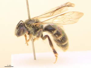  ( - CBG-B21985-C02)  @11 [ ] CreativeCommons - Attribution Share - Alike (2025) CBG Photography Group Centre for Biodiversity Genomics