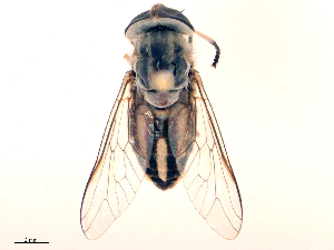  ( - CBG-B21985-D06)  @11 [ ] CreativeCommons - Attribution Share - Alike (2025) CBG Photography Group Centre for Biodiversity Genomics