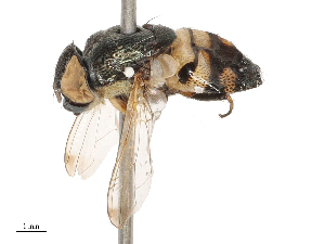  ( - CBG-B21986-F08)  @11 [ ] CreativeCommons - Attribution Share - Alike (2025) CBG Photography Group Centre for Biodiversity Genomics