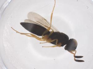  ( - CBG-B22001-F08)  @11 [ ] CreativeCommons - Attribution Share - Alike (2025) Centre for Biodiversity Genomics Centre for Biodiversity Genomics