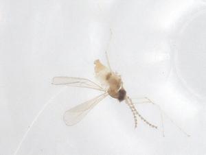  (Feltiella acarivora - CBG-B22003-G09)  @11 [ ] CreativeCommons - Attribution Share - Alike (2025) Centre for Biodiversity Genomics Centre for Biodiversity Genomics