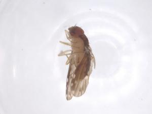  (Collessia - CBG-B22214-C12)  @11 [ ] CreativeCommons - Attribution Share - Alike (2025) Centre for Biodiversity Genomics Centre for Biodiversity Genomics