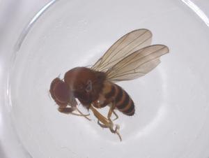  ( - CBG-B23871-D06)  @11 [ ] CreativeCommons - Attribution Share - Alike (2025) Centre for Biodiversity Genomics Centre for Biodiversity Genomics