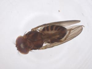  ( - CBG-B23871-G01)  @11 [ ] CreativeCommons - Attribution Share - Alike (2025) Centre for Biodiversity Genomics Centre for Biodiversity Genomics