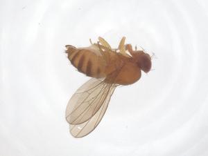  ( - CBG-B23875-H09)  @11 [ ] CreativeCommons - Attribution Share - Alike (2025) Centre for Biodiversity Genomics Centre for Biodiversity Genomics