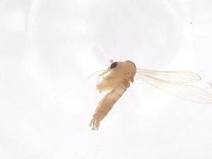  ( - CBG-B23943-G12)  @11 [ ] CreativeCommons - Attribution Share - Alike (2025) Centre for Biodiversity Genomics Centre for Biodiversity Genomics