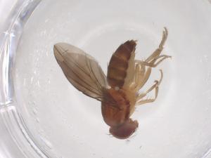  ( - CBG-B24272-E12)  @11 [ ] CreativeCommons - Attribution Share - Alike (2025) Centre for Biodiversity Genomics Centre for Biodiversity Genomics