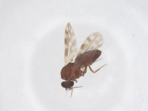 (Culicoides indianus - CBG-B24274-D10)  @11 [ ] CreativeCommons - Attribution Share - Alike (2025) Centre for Biodiversity Genomics Centre for Biodiversity Genomics
