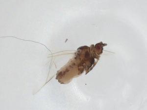  ( - CBG-A12434-F04)  @11 [ ] CreativeCommons - Attribution Share - Alike (2023) Centre for Biodiversity Genomics Centre for Biodiversity Genomics