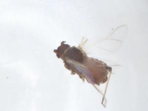  ( - CBG-A12435-A02)  @11 [ ] CreativeCommons - Attribution Share - Alike (2023) Centre for Biodiversity Genomics Centre for Biodiversity Genomics