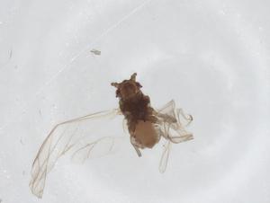  ( - CBG-A14043-F08)  @11 [ ] CreativeCommons - Attribution Share - Alike (2023) Centre for Biodiversity Genomics Centre for Biodiversity Genomics