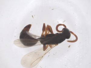  ( - CBG-B02620-G09)  @11 [ ] CreativeCommons - Attribution Share - Alike (2025) Centre for Biodiversity Genomics Centre for Biodiversity Genomics