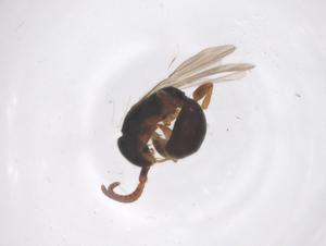  ( - CBG-B02622-H02)  @11 [ ] CreativeCommons - Attribution Share - Alike (2025) Centre for Biodiversity Genomics Centre for Biodiversity Genomics