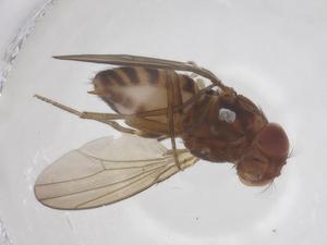  ( - CBG-B02636-D08)  @11 [ ] CreativeCommons - Attribution Share - Alike (2025) Centre for Biodiversity Genomics Centre for Biodiversity Genomics