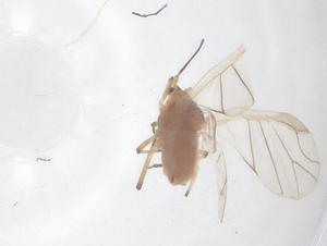  ( - CBG-B02664-A09)  @11 [ ] CreativeCommons - Attribution Share - Alike (2025) Centre for Biodiversity Genomics Centre for Biodiversity Genomics