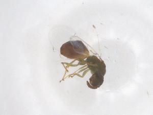  ( - CBG-B02669-D03)  @11 [ ] CreativeCommons - Attribution Share - Alike (2025) Centre for Biodiversity Genomics Centre for Biodiversity Genomics