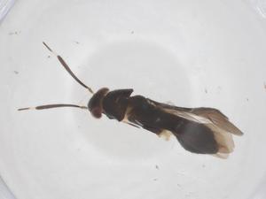  ( - CBG-B02715-B09)  @11 [ ] CreativeCommons - Attribution Share - Alike (2025) Centre for Biodiversity Genomics Centre for Biodiversity Genomics