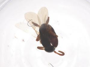  ( - CBG-B11959-C01)  @11 [ ] CreativeCommons - Attribution Share - Alike (2025) Centre for Biodiversity Genomics Centre for Biodiversity Genomics