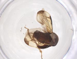  ( - CBG-B11959-H06)  @11 [ ] CreativeCommons - Attribution Share - Alike (2025) Centre for Biodiversity Genomics Centre for Biodiversity Genomics