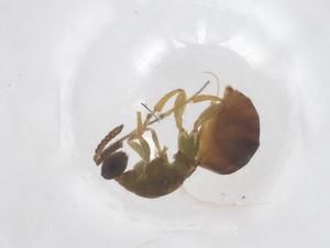  ( - CBG-B11961-E07)  @11 [ ] CreativeCommons - Attribution Share - Alike (2025) Centre for Biodiversity Genomics Centre for Biodiversity Genomics