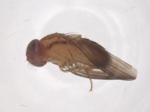  ( - CBG-B11976-H10)  @11 [ ] CreativeCommons - Attribution Share - Alike (2025) Centre for Biodiversity Genomics Centre for Biodiversity Genomics