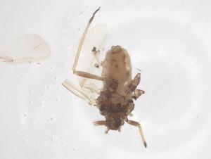  (Cinara orientalis - CBG-B11979-G06)  @11 [ ] CreativeCommons - Attribution Share - Alike (2025) Centre for Biodiversity Genomics Centre for Biodiversity Genomics