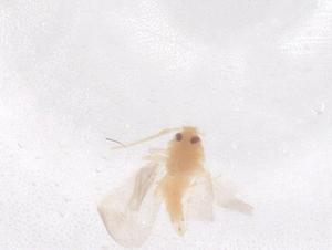  ( - CBG-B11982-F11)  @11 [ ] CreativeCommons - Attribution Share - Alike (2025) Centre for Biodiversity Genomics Centre for Biodiversity Genomics