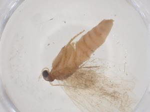  ( - CBG-B12010-B06)  @11 [ ] CreativeCommons - Attribution Share - Alike (2025) Centre for Biodiversity Genomics Centre for Biodiversity Genomics