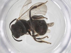  ( - CBG-B12022-H02)  @11 [ ] CreativeCommons - Attribution Share - Alike (2025) Centre for Biodiversity Genomics Centre for Biodiversity Genomics