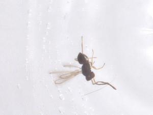  ( - CBG-B15522-G11)  @11 [ ] CreativeCommons - Attribution Share - Alike (2025) Centre for Biodiversity Genomics Centre for Biodiversity Genomics