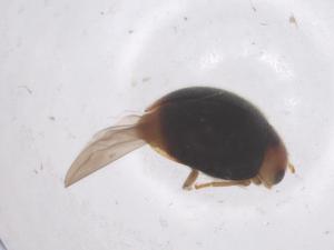  ( - CBG-B15575-B10)  @11 [ ] CreativeCommons - Attribution Share - Alike (2025) Centre for Biodiversity Genomics Centre for Biodiversity Genomics