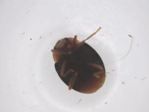  ( - CBG-B15578-A07)  @11 [ ] CreativeCommons - Attribution Share - Alike (2025) Centre for Biodiversity Genomics Centre for Biodiversity Genomics