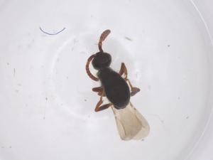  ( - CBG-B15581-A04)  @11 [ ] CreativeCommons - Attribution Share - Alike (2025) Centre for Biodiversity Genomics Centre for Biodiversity Genomics