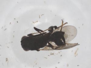  ( - CBG-B15588-D08)  @11 [ ] CreativeCommons - Attribution Share - Alike (2025) Centre for Biodiversity Genomics Centre for Biodiversity Genomics