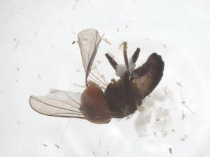  ( - CBG-B15588-F01)  @11 [ ] CreativeCommons - Attribution Share - Alike (2025) Centre for Biodiversity Genomics Centre for Biodiversity Genomics