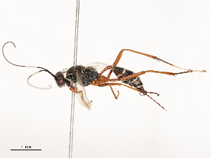  ( - CBG-B21980-E06)  @11 [ ] CreativeCommons - Attribution Share - Alike (2025) CBG Photography Group Centre for Biodiversity Genomics