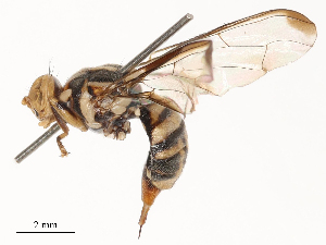  ( - CBG-B21980-G04)  @11 [ ] CreativeCommons - Attribution Share - Alike (2025) CBG Photography Group Centre for Biodiversity Genomics