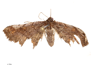  ( - CBG-B21984-D04)  @11 [ ] CreativeCommons - Attribution Share - Alike (2025) CBG Photography Group Centre for Biodiversity Genomics