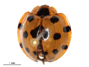  ( - CBG-B21984-E09)  @11 [ ] CreativeCommons - Attribution Share - Alike (2025) CBG Photography Group Centre for Biodiversity Genomics